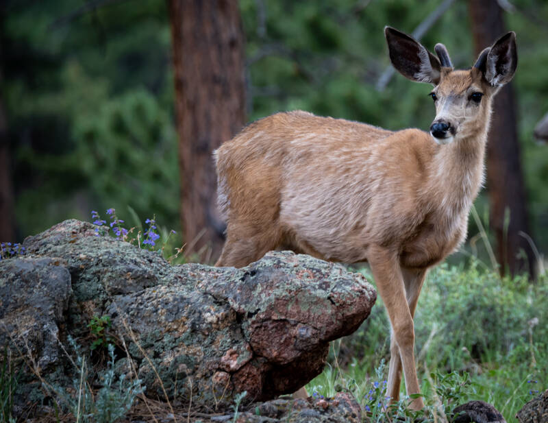 Photo of a deer in Rocky Mountain National Park.