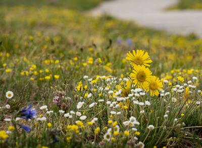 Photo of wildflowers.