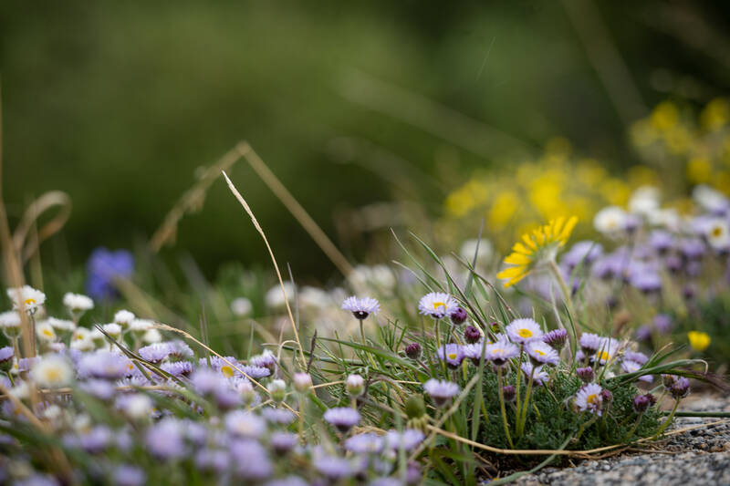 Photo of wildflowers.
