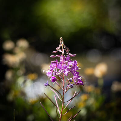Photo of wildflowers.