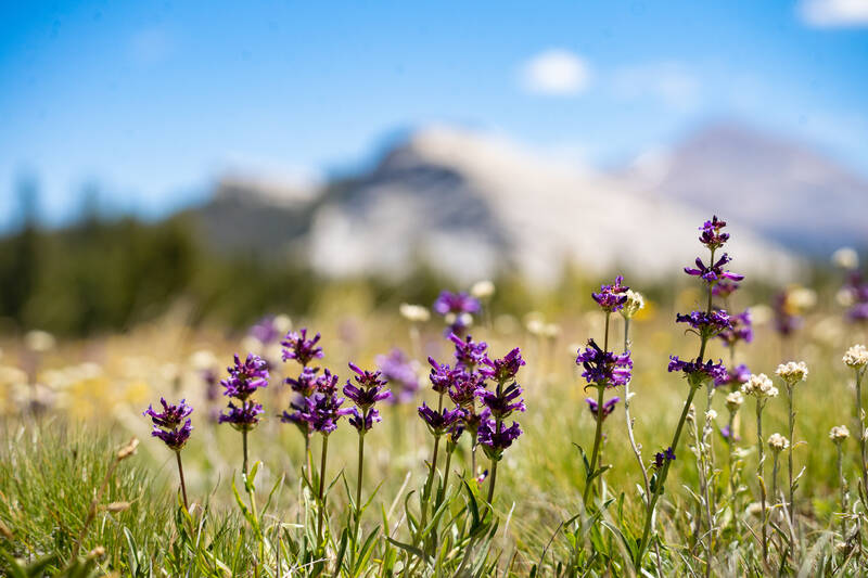Photo of wildflowers.