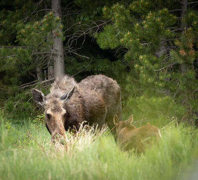 Photo of a Moose in Rocky Mountain National Park.