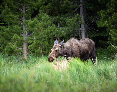 Photo of a Moose in Rocky Mountain National Park.