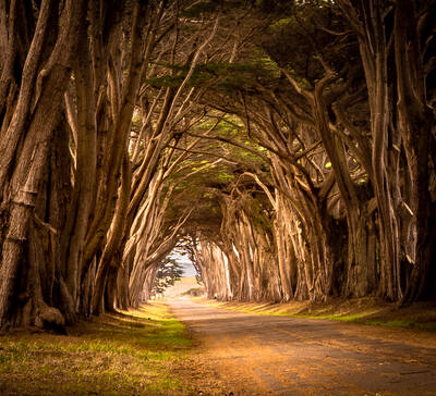 Photo of Cypress Tree Tunnel in Point Reyes National Seashore and Park, California. Morning. Autumn.