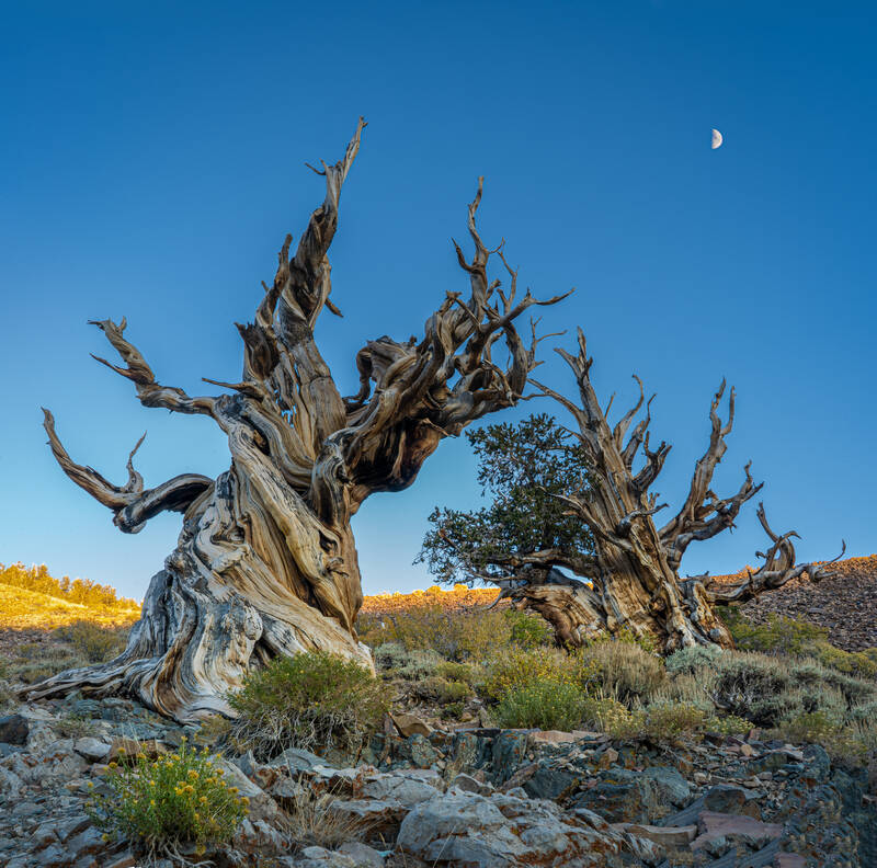 Photo of a tree in the Ancient Bristlecone Pine Forest in eastern California. Fall.