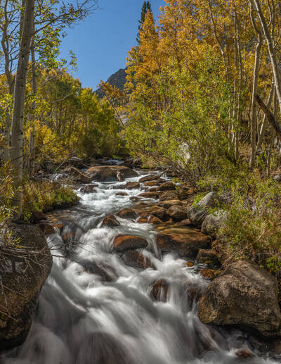 Photo of fall colors near Bishop, CA.