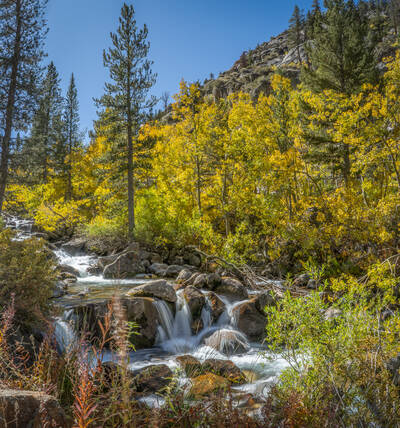 Photo of fall colors near Bishop, CA.