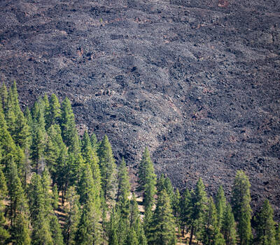 Forest and cooled lavabed. Lassen Volcanic National Park.