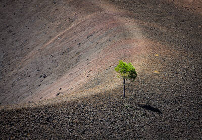 Tree and sand seen from the Cinder Cone trail.