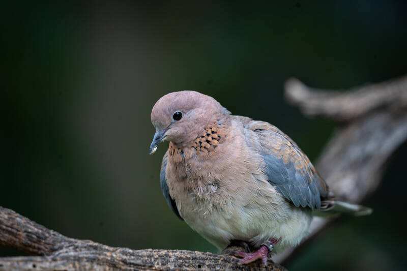 Photo of a Dove in San Diego Zoo.