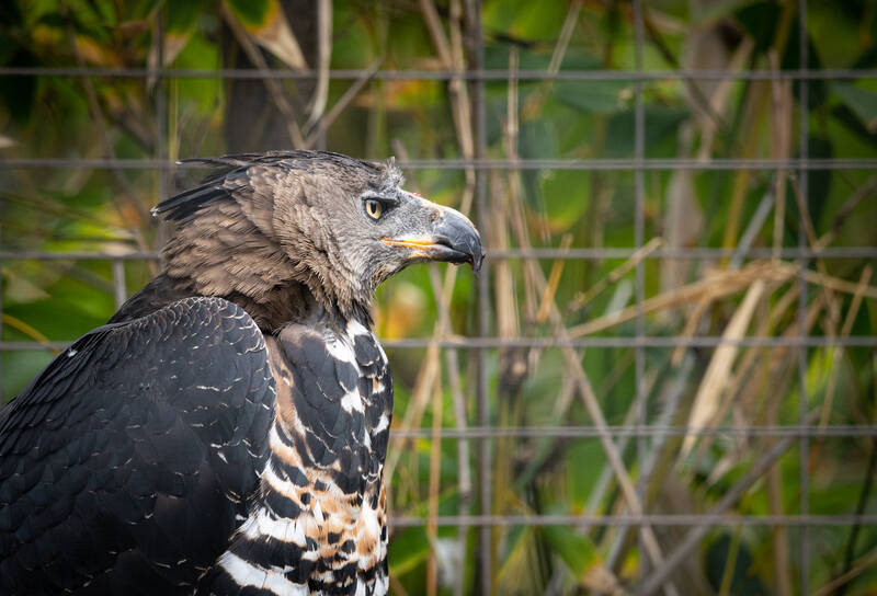 Photo of an eagle in San Diego Zoo.