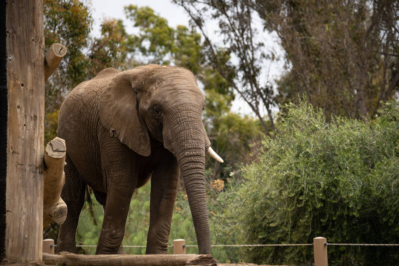Photo of an elephant in San Diego Zoo.