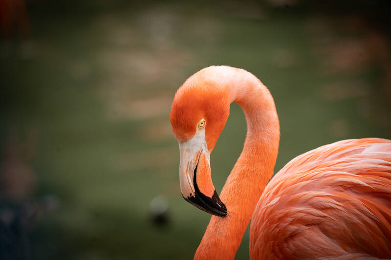 Photo of a Flamingo in San Diego Zoo.