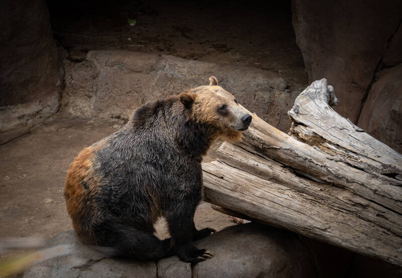 Photo of a Grizzly bear in San Diego Zoo.