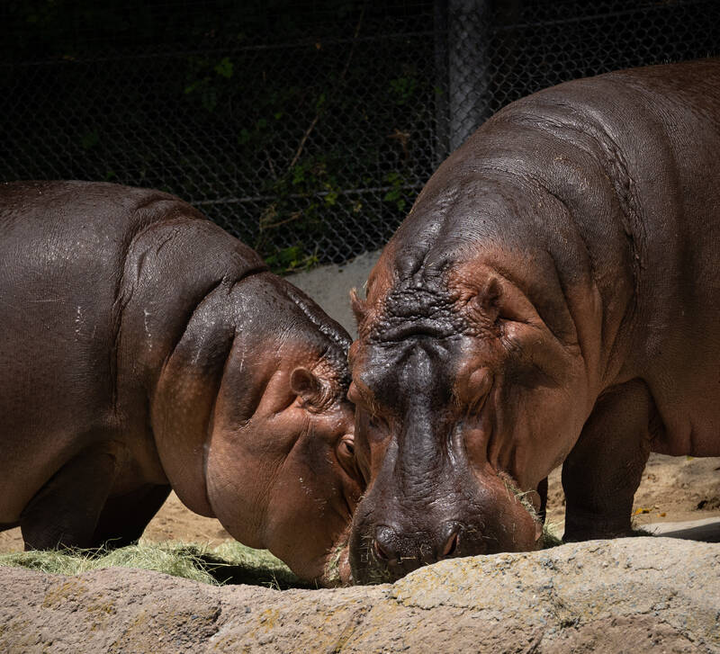 Photo of a Hippo in San Diego Zoo.