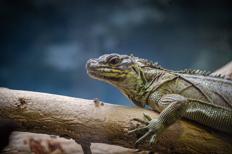 Photo of an Iguana in San Diego Zoo.