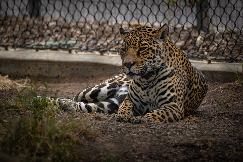 Photo of a Jaguar in San Diego Zoo.