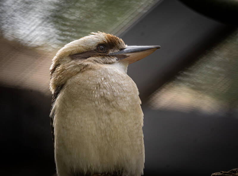 Photo of a Laughing Kookaburra in San Diego Zoo.