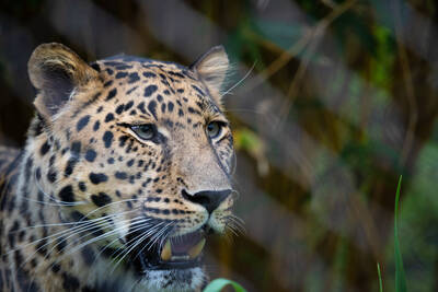 Photo of a Leopard in San Diego Zoo.