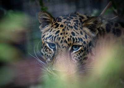Photo of a Leopard in San Diego Zoo.