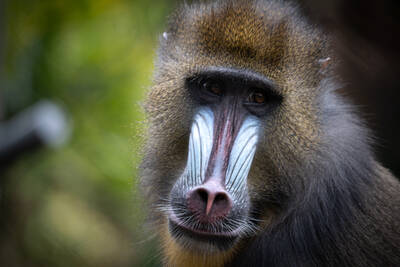 Photo of a Mandrill in San Diego Zoo.