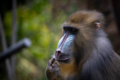 Photo of a Mandrill in San Diego Zoo.