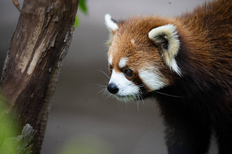 Photo of a Red Panda in San Diego Zoo.