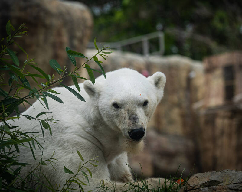 Photo of a Polar Bear in San Diego Zoo.