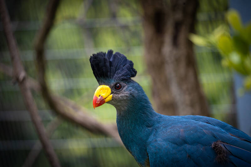 Photo of a Ross's Turaco in San Diego Zoo.