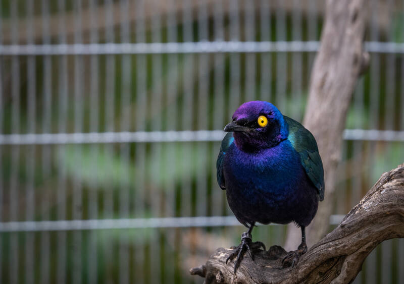 Photo of a songbird in San Diego Zoo.