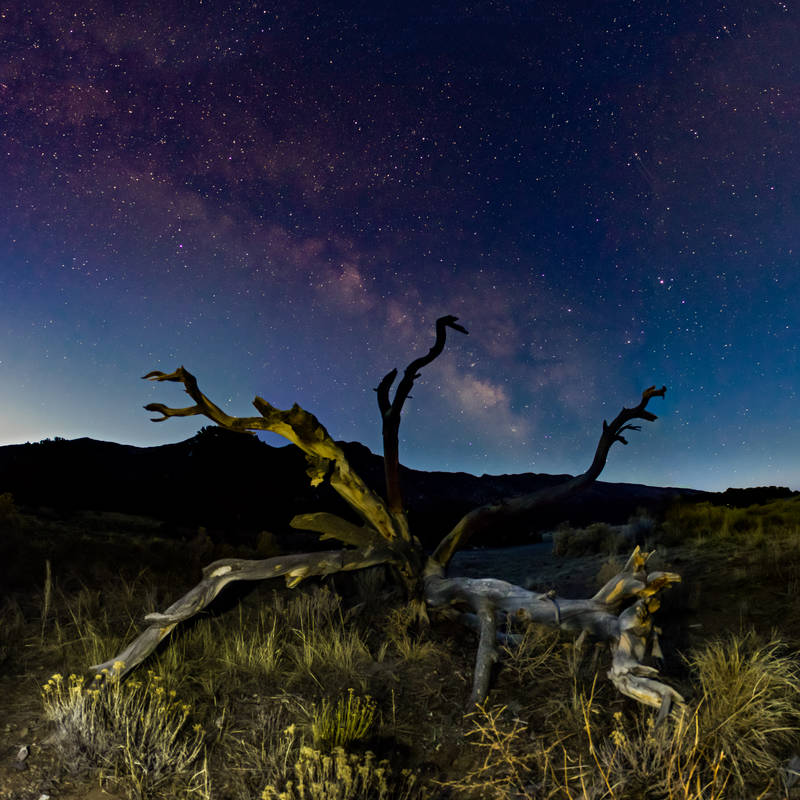 Photo of milky way behind a dead tree