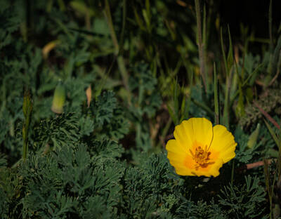Photo of wildflowers at Point Reyes National Seashore. Spring.