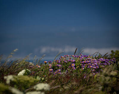 Photo of wildflowers at Point Reyes National Seashore. Spring.