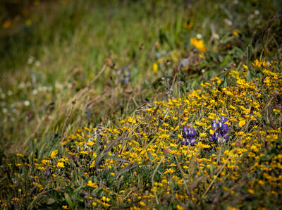 Photo of wildflowers at Point Reyes National Seashore. Spring.