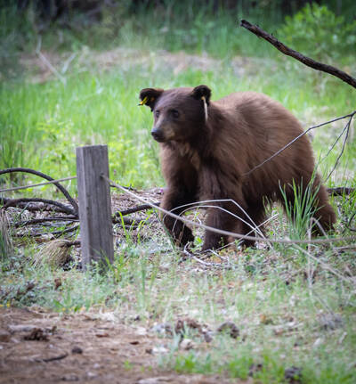 Photo of a brown bear in Yosemite National Park. Spring.
