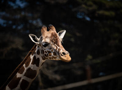 Photo of a Giraffe in San Francisco Zoo.