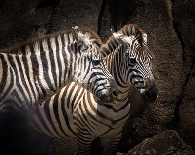 Photo of Zebras in San Francisco Zoo.