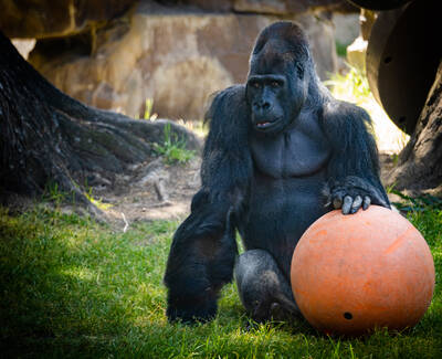 Photo of a Gorilla in San Francisco Zoo.