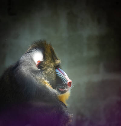 Photo of a Mandrill in San Francisco Zoo.