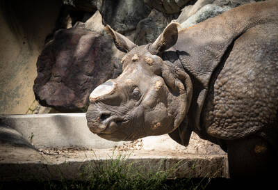 Photo of Rhino in San Francisco Zoo.