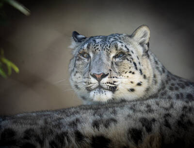 Photo of a Snow Leopard in San Francisco Zoo.