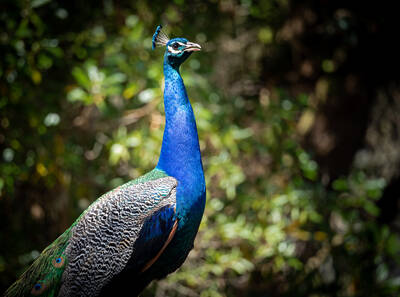 Photo of a Peacock in San Francisco Zoo.