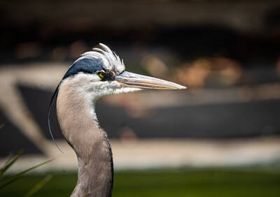 Photo of a bird in San Francisco Zoo.