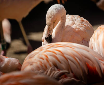 Photo of a Flemingo in San Francisco Zoo.