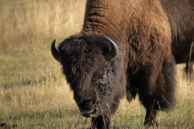 Photo of a bison.