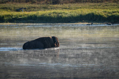 Photo of a Bison. Summer.