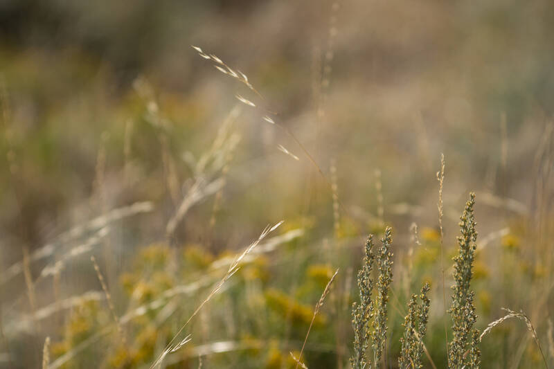 Photo of grass in late Summer. Yellowstone.